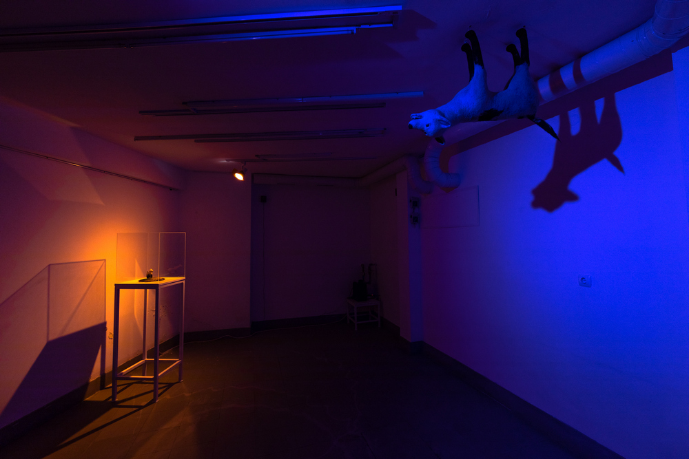 A dog on the ceiling?, 2015-2019