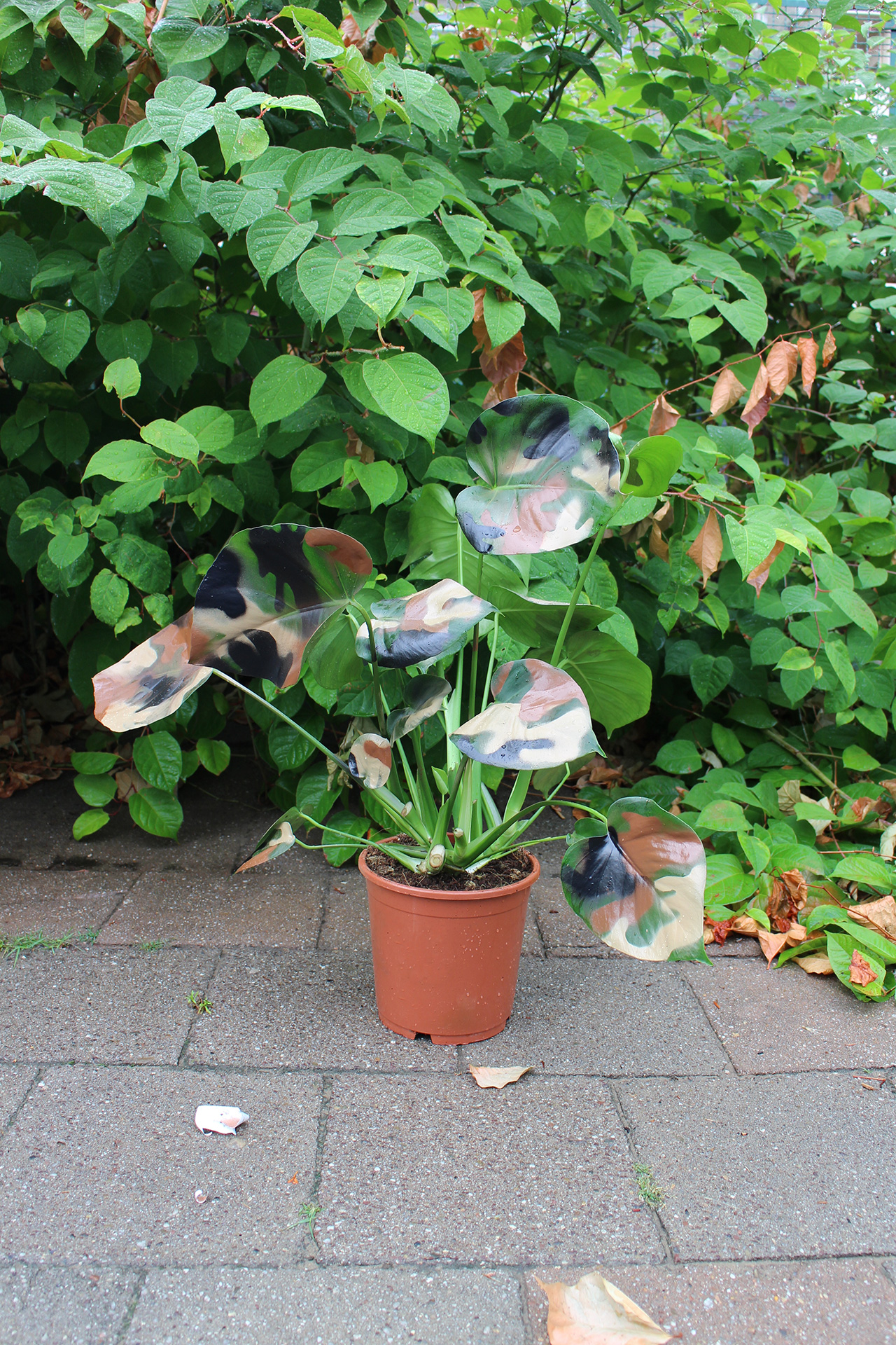 Mimicry (Wild Call), 2015