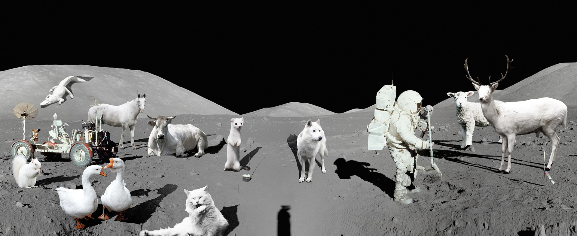 Apollo Albino Programme, 2017