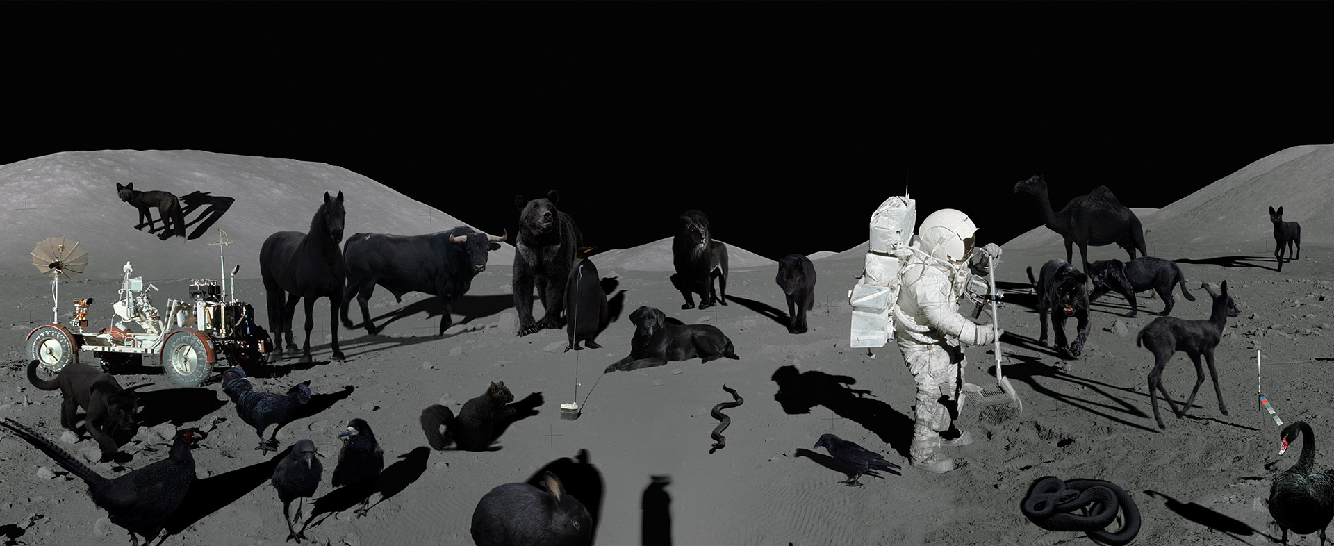 Apollo Melanist Programme, 2018
